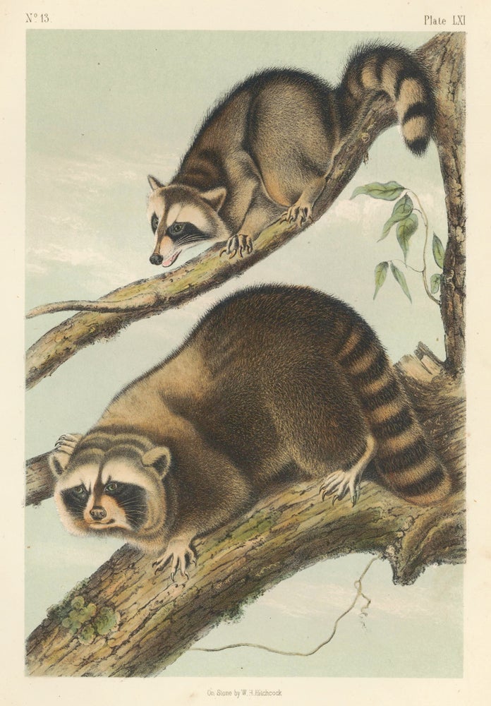 Item nr. 161822 Raccoon. The Quadrupeds of North America. John James Audubon.