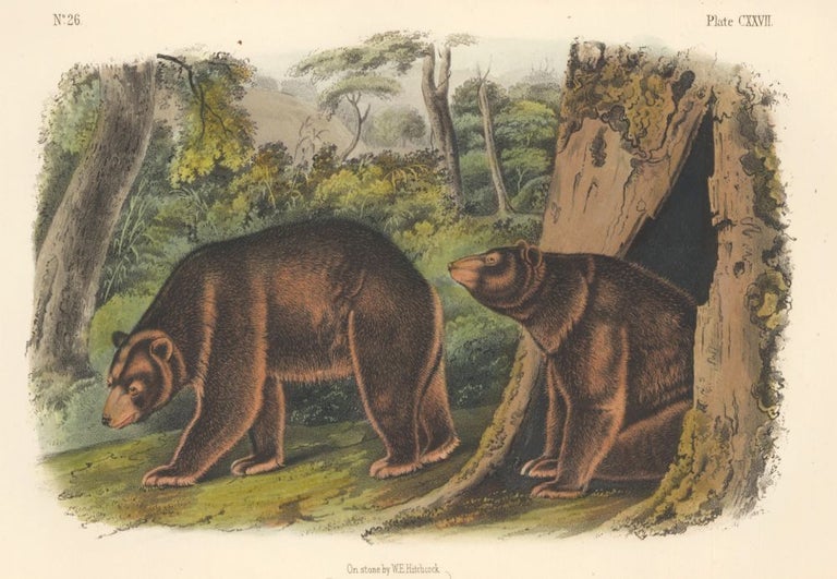 Item nr. 161823 Cinnamon Bear. The Quadrupeds of North America. John James Audubon.