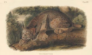 Item nr. 161824 Canada Lynx. The Quadrupeds of North America. John James Audubon