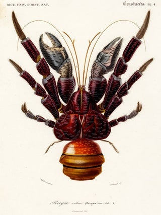 Item nr. 161825 Birgue voleur. Dictionnaire Universel d'Histoire Naturelle. Charles D'Orbigny