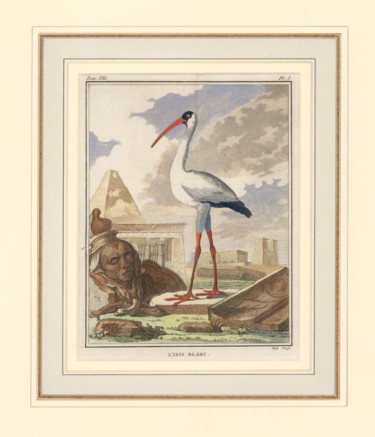 Item nr. 161833 L'Ibis Blanc. Histoire Naturelle des Oiseaux. Georges Louis Buffon.