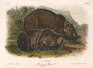 Item nr. 161865 Grizzly Bear. The Quadrupeds of North America. John James Audubon