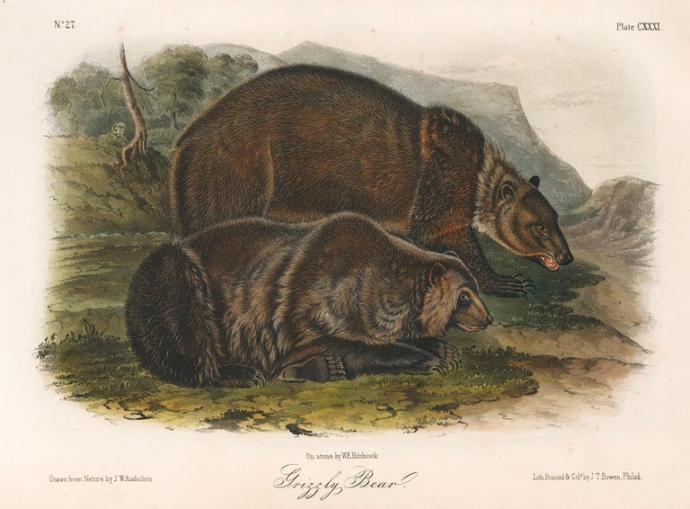 Item nr. 161865 Grizzly Bear. The Quadrupeds of North America. John James Audubon.