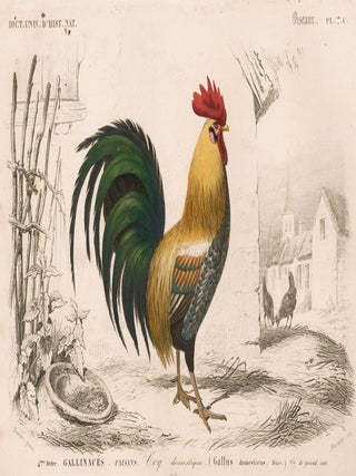 Item nr. 161866 Coq. Dictionnaire Universel d'Histoire Naturelle. Charles D'Orbigny