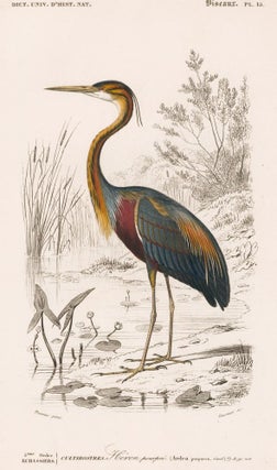 Item nr. 161867 Heron. Dictionnaire Universel d'Histoire Naturelle. Charles D'Orbigny