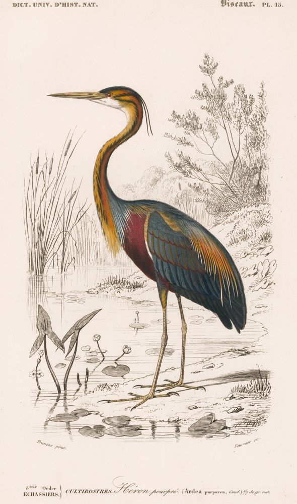 Item nr. 161867 Heron. Dictionnaire Universel d'Histoire Naturelle. Charles D'Orbigny.
