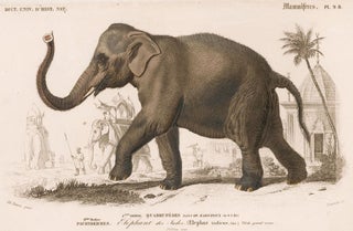 Item nr. 161868 Elephant. Dictionnaire Universel d'Histoire Naturelle. Charles D'Orbigny