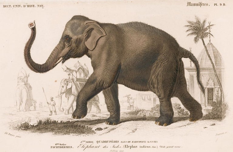 Item nr. 161868 Elephant. Dictionnaire Universel d'Histoire Naturelle. Charles D'Orbigny.