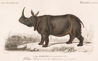 Item nr. 161869 Rhinoceros.Dictionnaire Universel d'Histoire Naturelle. Charles D'Orbigny