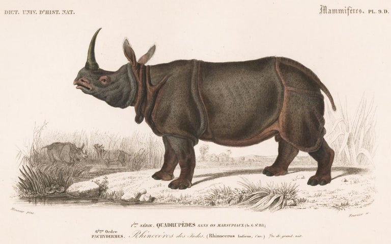 Item nr. 161869 Rhinoceros.Dictionnaire Universel d'Histoire Naturelle. Charles D'Orbigny.