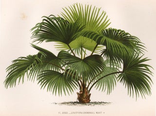 Item nr. 161901 Livistona Chinesnsis. Les Palmiers. Oswald de Kerchove de Denterghem
