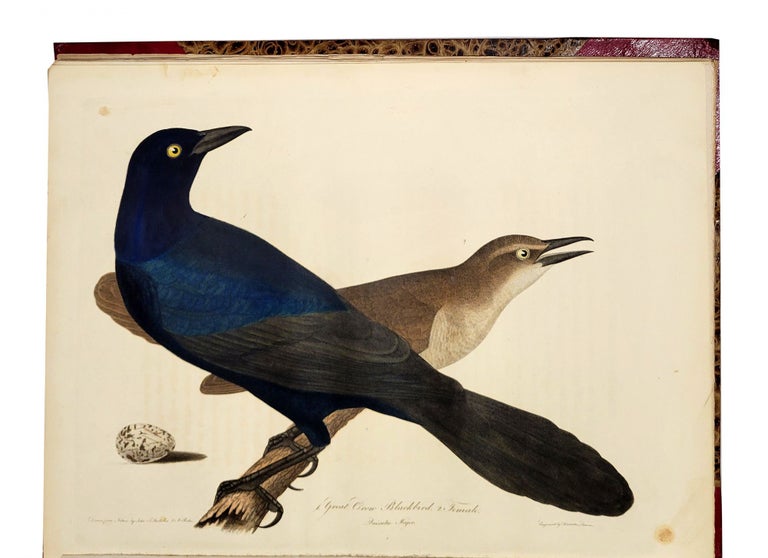 Item nr. 162271 American Ornithology; or, The Natural History of Birds Inhabiting the United States, not given by Wilson. Charles Lucien BONAPARTE.