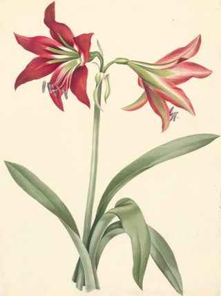 Item nr. 162274 Red Lilies. English School