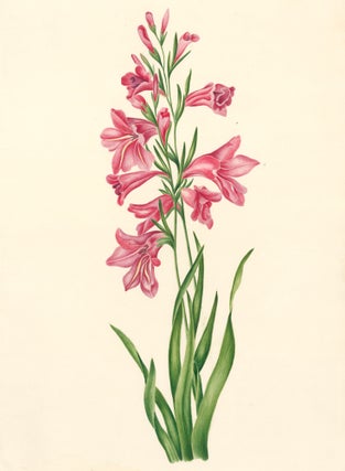 Item nr. 162275 Pink Trumpet Lilies. English School