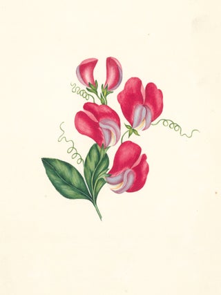 Item nr. 162277 Sweet Pea Flowers. English School