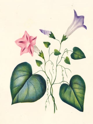 Item nr. 162278 Trumpet Flowers. English School