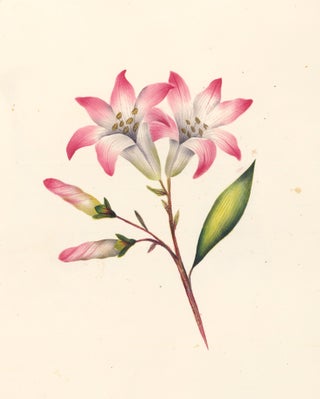 Item nr. 162280 Pink-and-White Lilies. English School