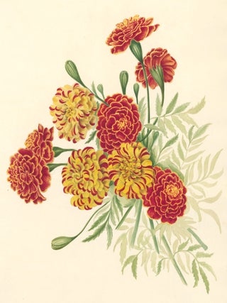 Item nr. 162282 Marigolds. English School