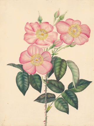 Item nr. 162288 Wild Roses. English School