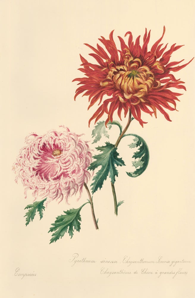 Item nr. 162291 Chrysanthemums. French School.