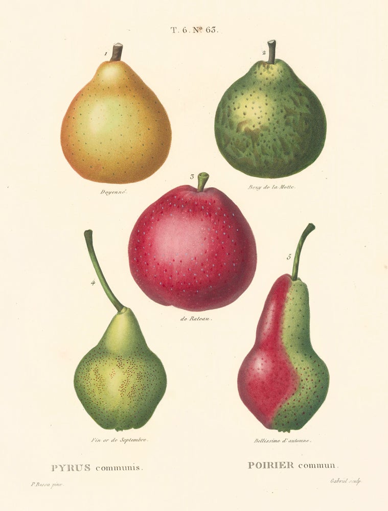 Item nr. 162504 Poirier commun [Common pear]. Traite des Arbres et des Arbustes. Pierre Joseph Redoute, Panrace Bessa.
