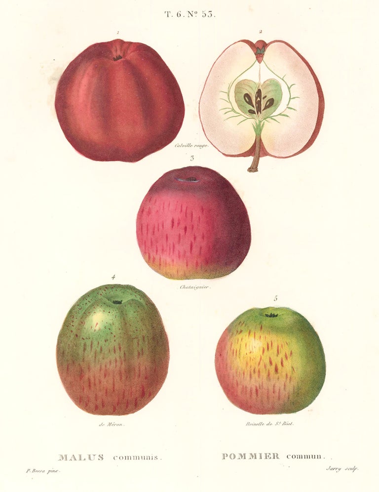 Item nr. 162505 Pommier commun [Apple]. Traite des Arbres et des Arbustes. Pierre Joseph Redoute, Panrace Bessa.