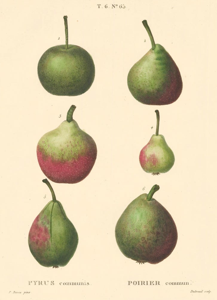 Item nr. 162506 Poirier commun [Pear varieties]. Traite des Arbres et des Arbustes. Pierre Joseph Redoute, Panrace Bessa.