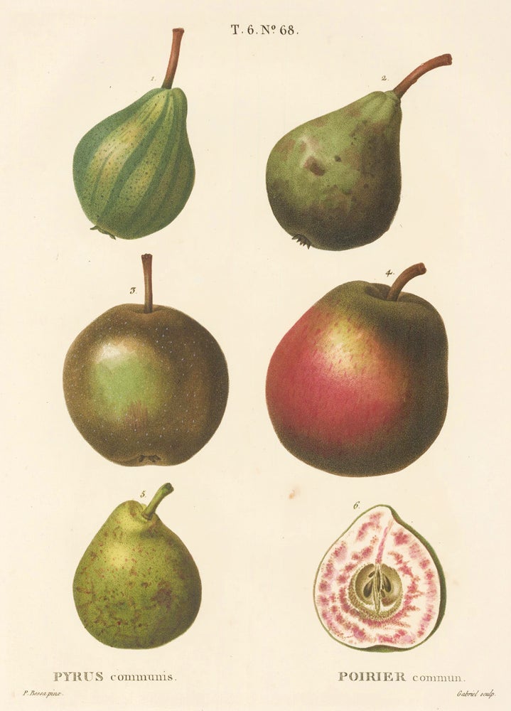 Item nr. 162507 Poirier commun [Pear varieties]. Traite des Arbres et des Arbustes. Pierre Joseph Redoute, Panrace Bessa.