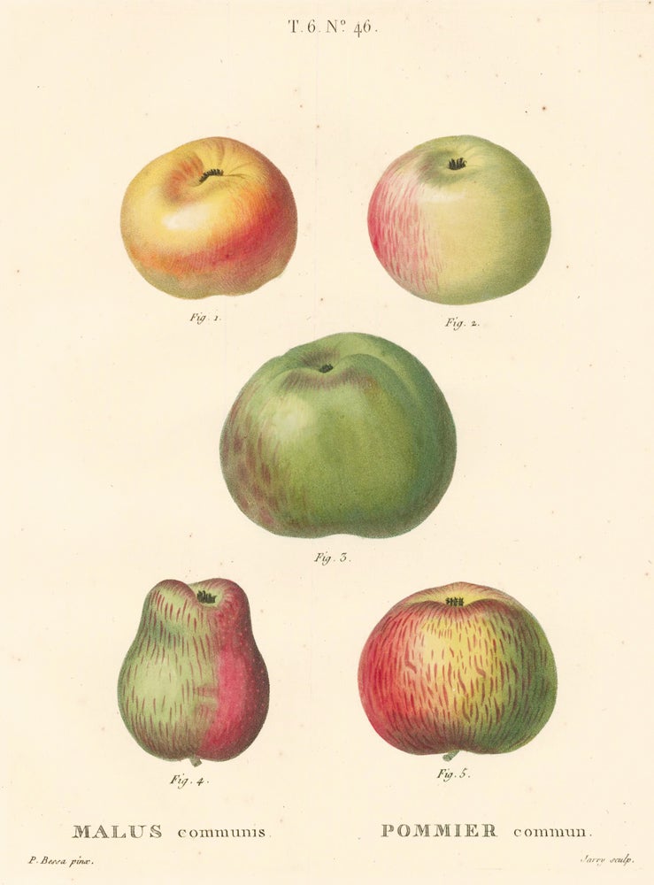 Item nr. 162508 Pommier commun [Common apples]. Traite des Arbres et des Arbustes. Pierre Joseph Redoute, Panrace Bessa.