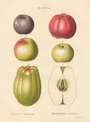 Item nr. 162509 Pommier commun [Common apples]. Traite des Arbres et des Arbustes. Pierre Joseph...