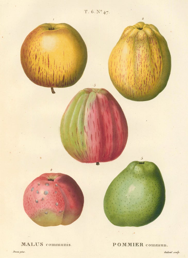 Item nr. 162510 Pommier commun [Common apples]. Traite des Arbres et des Arbustes. Pierre Joseph Redoute, Panrace Bessa.