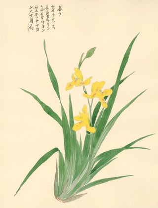 Item nr. 162741 Yellow Iris. Japanese School