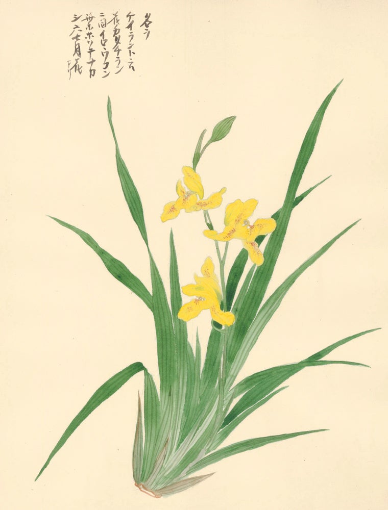Item nr. 162741 Yellow Iris. Japanese School.