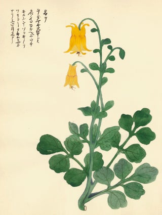 Item nr. 162742 Yellow Lantern Flower. Japanese School