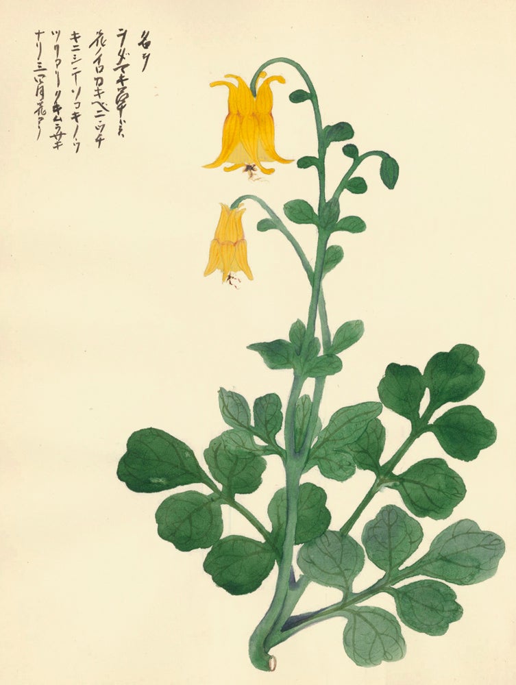 Item nr. 162742 Yellow Lantern Flower. Japanese School.