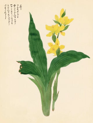Item nr. 162744 Yellow Lilies. Japanese School