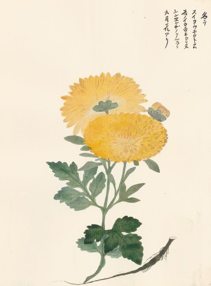 Item nr. 162745 Yellow Chrysanthemums. Japanese School.