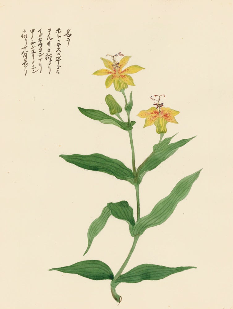 Item nr. 162746 Exotic Yellow Flower. Japanese School.
