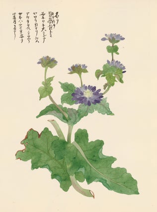 Item nr. 162748 Purple Aster Flower. Japanese School