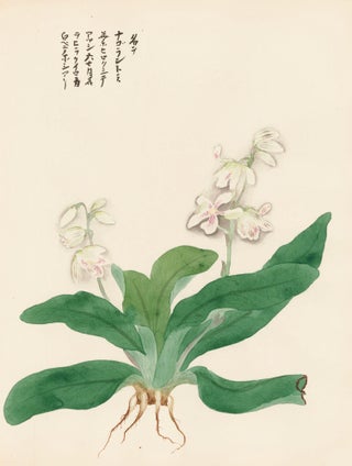 Item nr. 162749 White Lilies. Japanese School