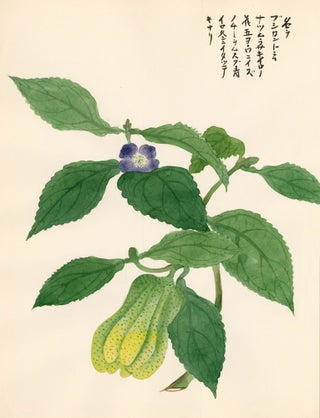 Item nr. 162751 Purple Flowering Fruit. Japanese School