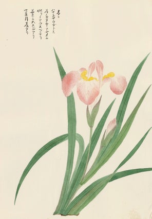 Item nr. 162754 Pink Iris. Japanese School
