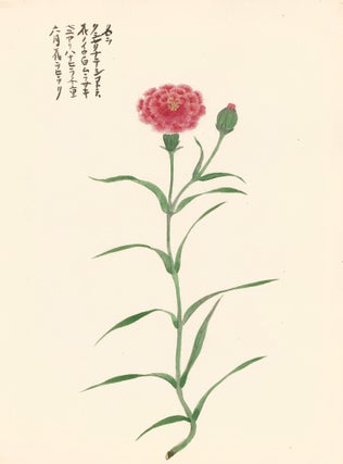 Item nr. 162759 Red Carnation. Japanese School