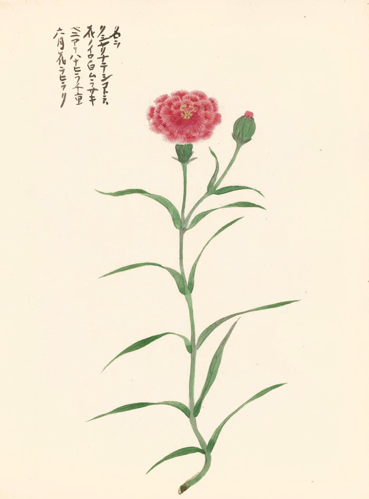Item nr. 162759 Red Carnation. Japanese School.