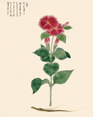 Item nr. 162760 Red Aster Flower. Japanese School