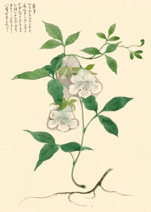 Item nr. 162761 White Tubular Flower. Japanese School