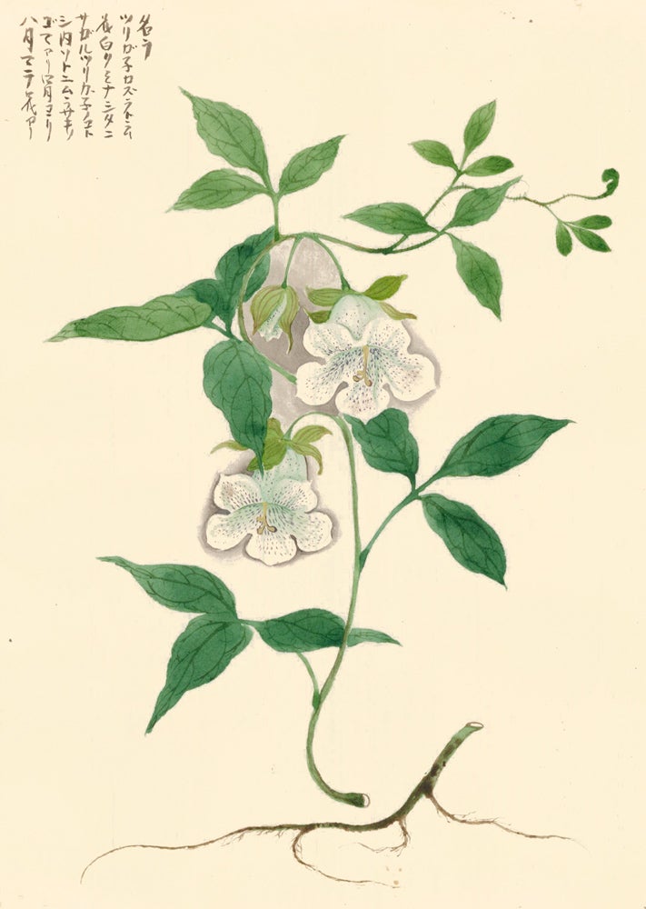 Item nr. 162761 White Tubular Flower. Japanese School.