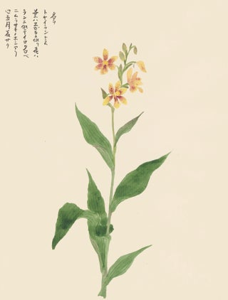 Item nr. 162763 Spotted Yellow Lilies. Japanese School