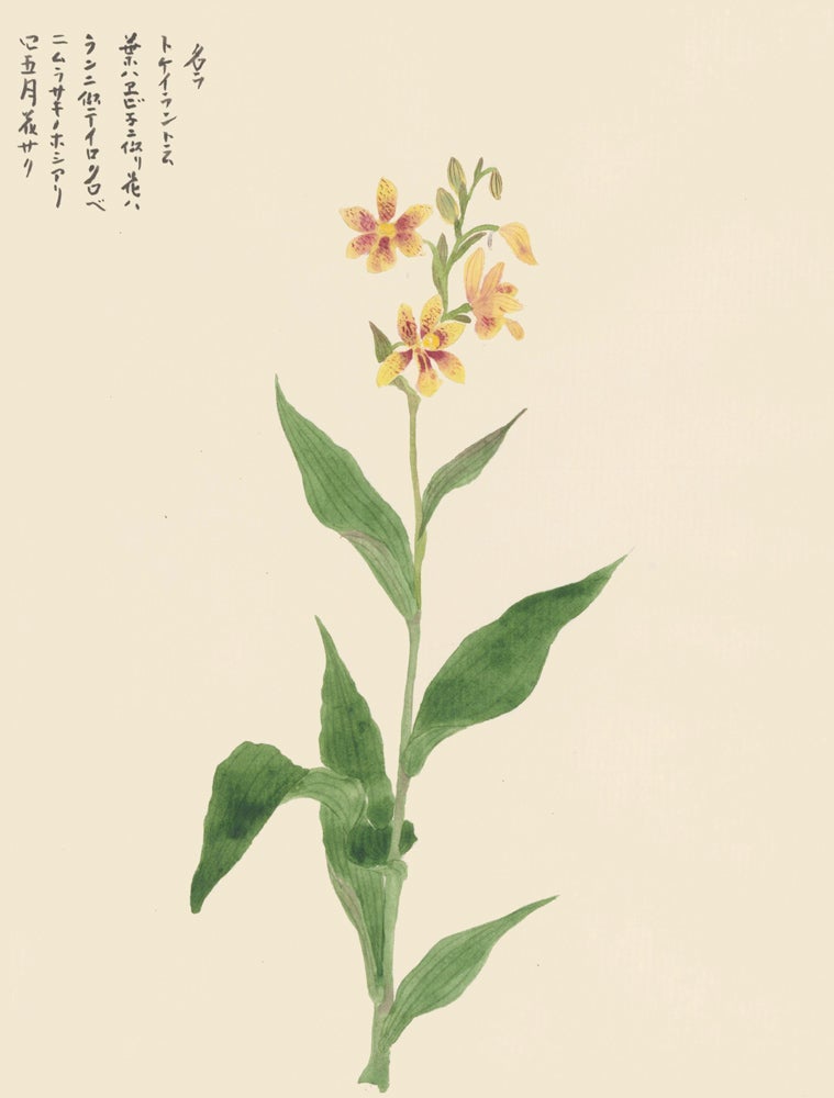 Item nr. 162763 Spotted Yellow Lilies. Japanese School.