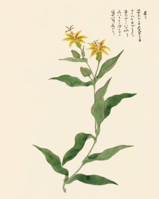 Item nr. 162764 Tiger Lilies. Japanese School